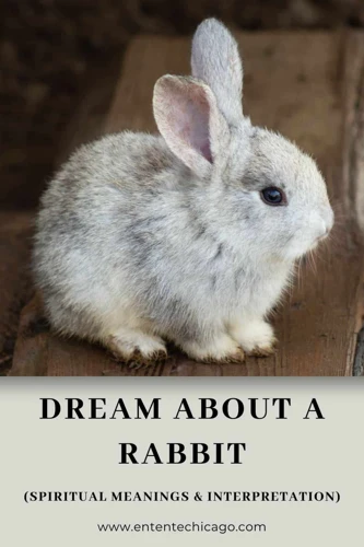 تفسير حلم الأرنب