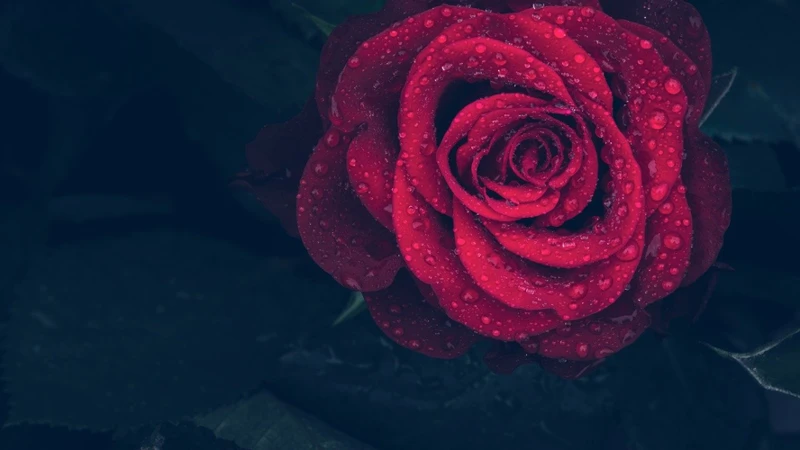 ما هي الورود الحمراء؟